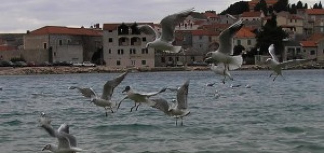 Dalmatinska regija: Ko će koga ako neće svoj svoga