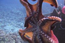 Čudesan svijet hobotnica