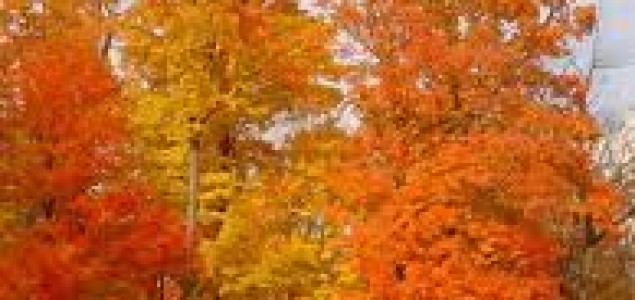 Zašto lišće mijenja boje?