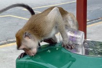 U Kini i majmuni prekobrojni