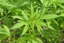 NAJAVA SRPSKOG ZDRAVSTVA ‘Marihuana liječi, legalizirat ćemo ju u medicinske svrhe’