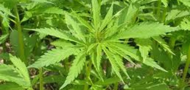 NAJAVA SRPSKOG ZDRAVSTVA ‘Marihuana liječi, legalizirat ćemo ju u medicinske svrhe’