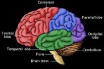 Kakve zablude vladaju o ljudskom mozgu?