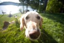 Psi dokazano otkrivaju rak pluća kod čovjeka