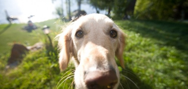 Psi dokazano otkrivaju rak pluća kod čovjeka
