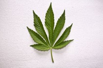 Marihuana pomogla u lečenju dečaka
