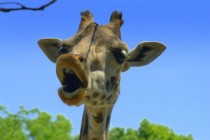 Kako naučiti jezik žirafe