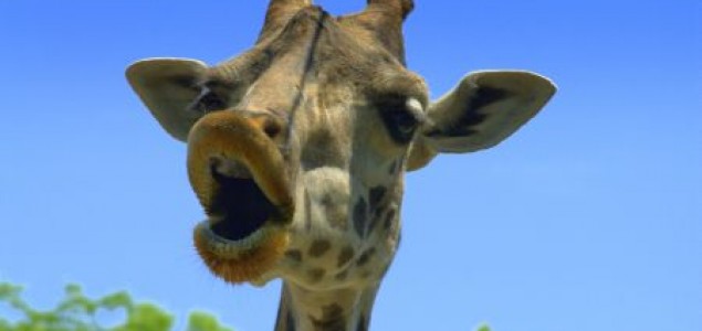 Kako naučiti jezik žirafe