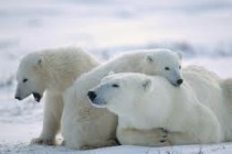 Drastične mere za očuvanje belih medveda