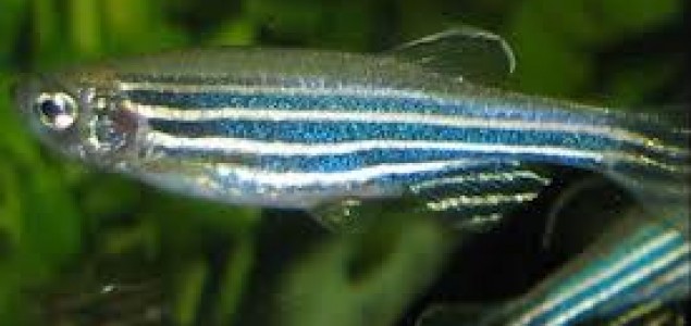 Znanstvenici otkrili kako izgleda misao ribe