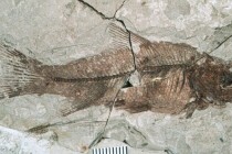 Kako su fosili dospjeli u stijene?