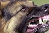 STRAVIČNO: Tinejdžericu napao i ubio čopor pasa