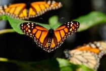 Detektiranje razloga za pad populacije leptira Monarha