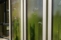 Zelene zgrade: stanovi koje pokreću alge