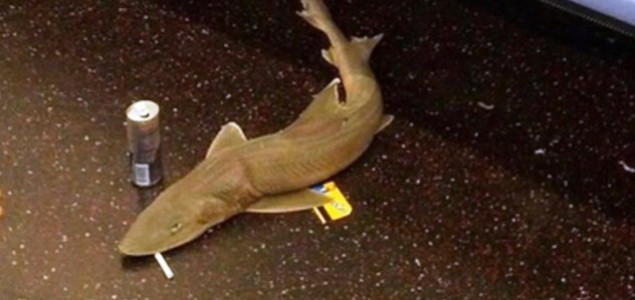 Nevjerovatno:Ajkula pronađena u njujorškom metrou