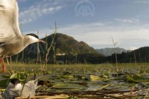 Dramatično upozorenje WWF-a: Izgradnja 500 novih hidroelektrana uništit će prirodne resurse cijelog Balkana