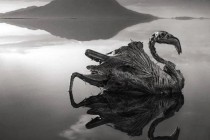 Smrtonosno jezero u Tanzaniji životinje pretvara u statue