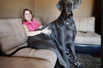 Umro džinovski George, najveći pas na svijetu