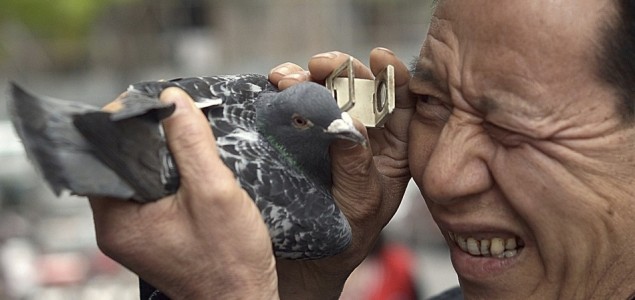 VIDEO: Doping skandal trkaćkih golubova. Šest ptica palo na testu, jedna pozitivna na kokain