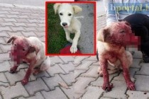 Živinice: Strašna povreda psa koji je ostao bez njuške