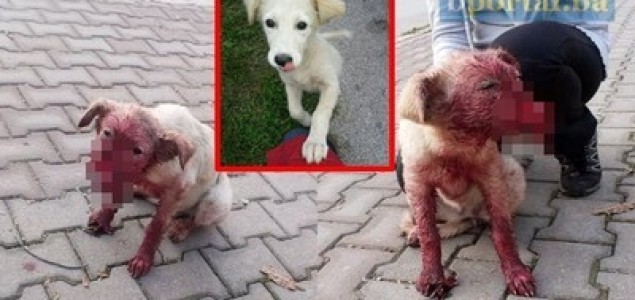 Živinice: Strašna povreda psa koji je ostao bez njuške