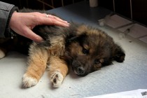 BiH razmatra o eutanaziji uličnih pasa