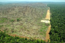 Amazon: U ovoj godini uništeno 5.843 km2 šume