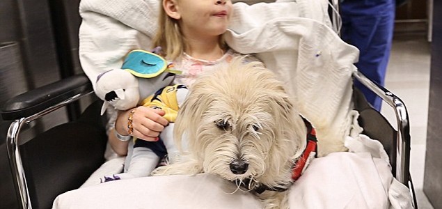 Psu dozvoljeno da tokom operacije bude u operacionoj sali kako bi doktore upozorio na eventualne alergijske reakcije