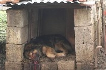 Stigli prvi rezultati rada vlasti:  Pucano na kuću Nurije Murselovića, ubijeno više vlasničkih pasa