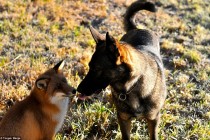 Neobično prijateljstvo između lisice i psa rezultiralo knjigom bajki