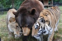 Tigar, medvjed i lav postali nerazdvojni drugari!