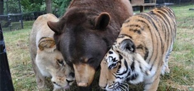 Tigar, medvjed i lav postali nerazdvojni drugari!