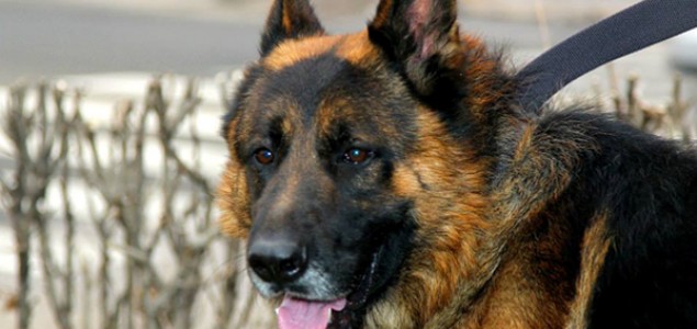 Aktivisti spasili psa izbačenog na protestima protiv izmjene Zakona