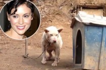 HUMANO: Alisa Milano poslala avion da spasi psa od klanice (FOTO+VIDEO)