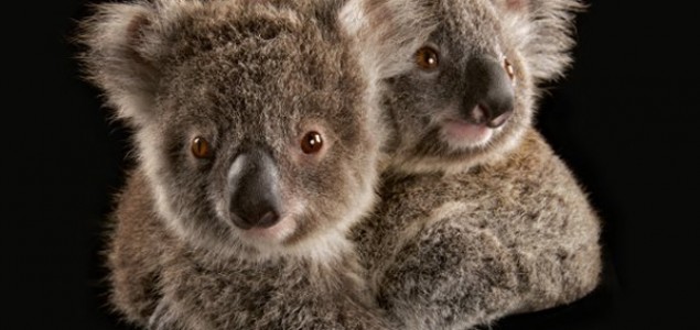 Spasavanje koala