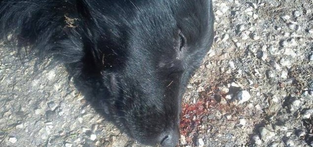 40 otrovanih pasa na ulicama Glamoča