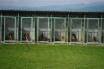 Zenica: Azil za pse do kraja juna