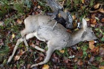 Albanija na dve godine zakonom “ukida” lov i lovce