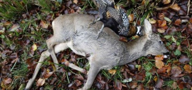 Albanija na dve godine zakonom “ukida” lov i lovce