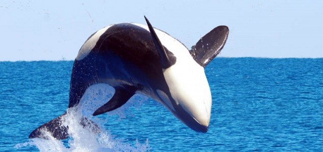 Ekološka organizacija Sea Shepherd spasila 750 kitova