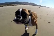 VIDEO: Pas kojem su dovoljne samo dve noge da bi uživao u životu