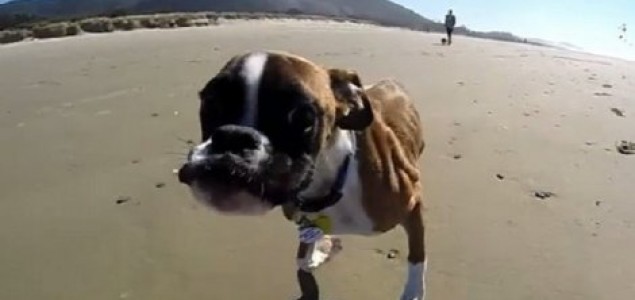 VIDEO: Pas kojem su dovoljne samo dve noge da bi uživao u životu
