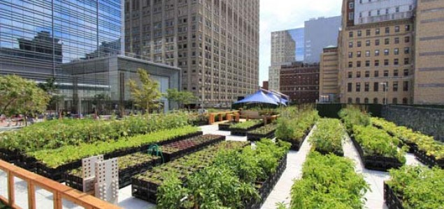 Urbane farme na krovovima zgrada New Yorka