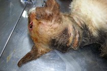 Pas brutalno pretučen na smrt u Kotor Varoši