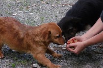 Aktivisti iz Sarajeva posjetili azil za pse u Doboju