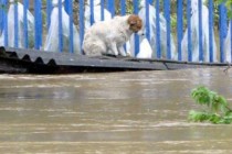 17 kamiona prikuplja leševe životinja stradalih u poplavi