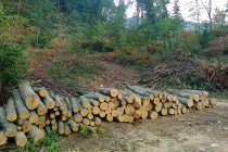 Povodom Svjetskog dana šuma: Zastupnica Sanela Klarić inicira rješenja u zakonskoj regulativi za gospodarenje šumama