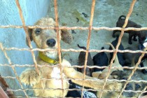 Da li treba zatvoriti prihvatilište za napuštene životinje u Pančevu?