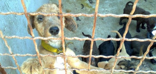Da li treba zatvoriti prihvatilište za napuštene životinje u Pančevu?