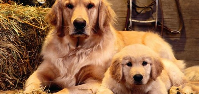 Studija: Psi mogu biti ljubomorni kao i ljudi